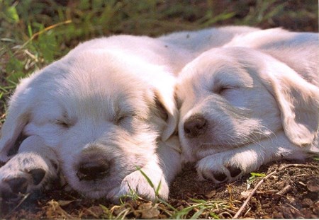 Sleeping Pups