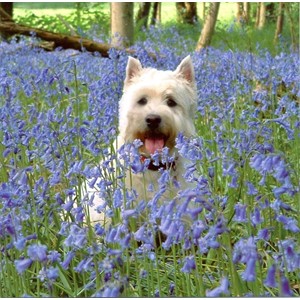 Thomas in the Bluebells