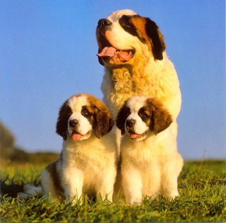St. Bernard with Puppies