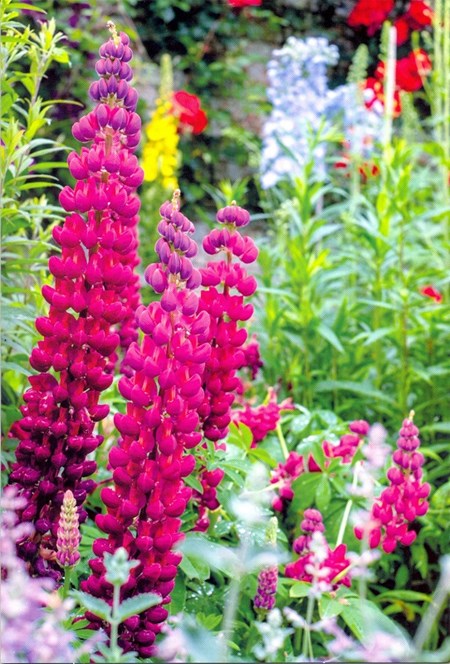 "Røderevebjeller" Dobbelt blomsterkort.
