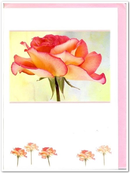 Single Rose