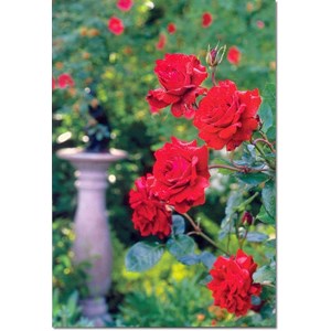 "Røde roser", dobbelt blomsterkort