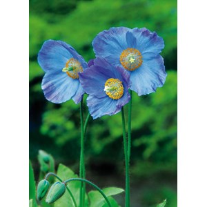 "Blue Poppy" dobbelt kort