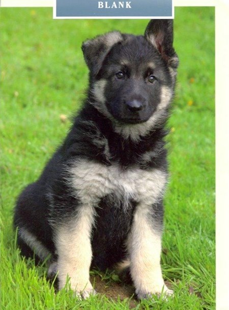 German Shepherd Pup