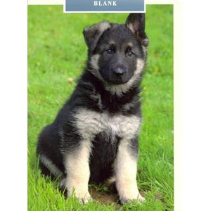 German Shepherd Pup