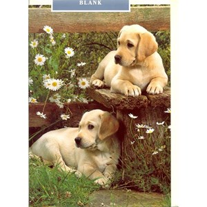 Labrador Pups