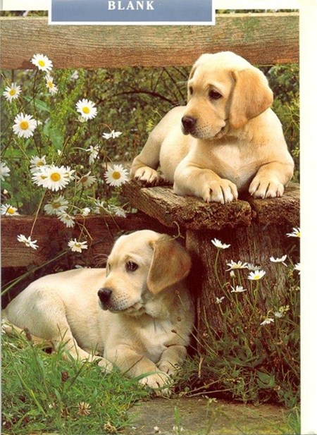 Labrador Pups