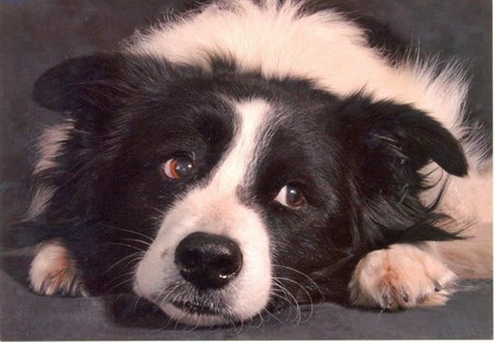 Border Collie