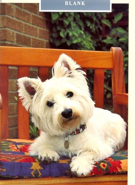 West Highland Terrier