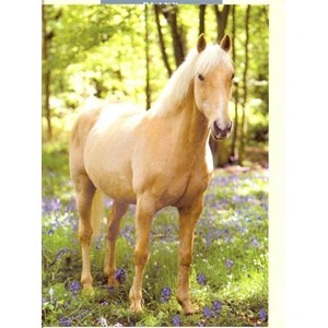 Palomino Pony