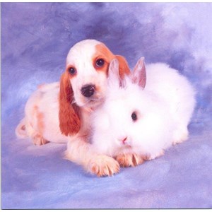 Spaniel Puppy and Fluffy White Rabbit