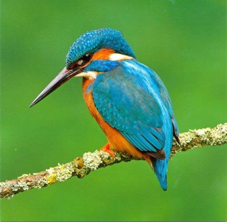 Kingfisher