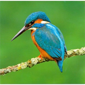 Kingfisher