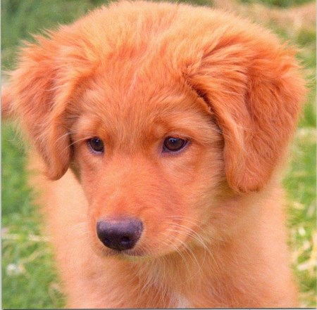 "Puppy"