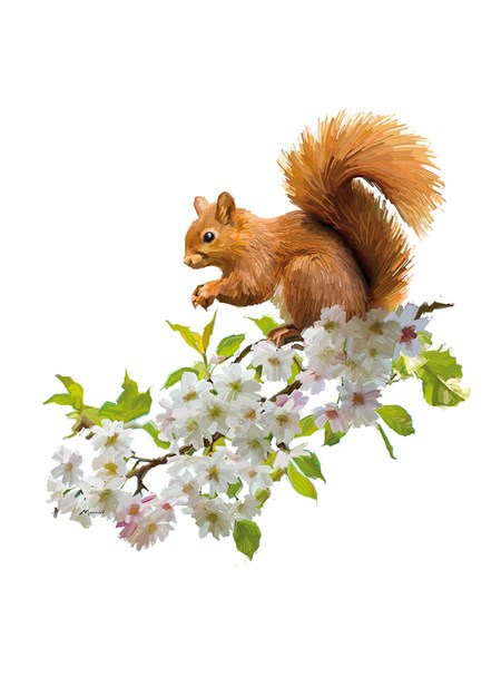 "Red Squirrel" dobbelt kort
