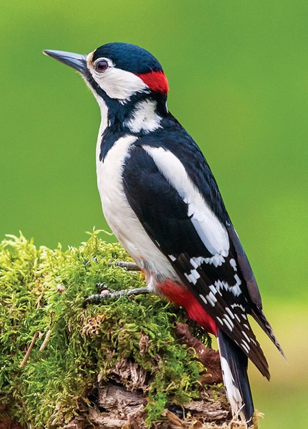 "Great Spotted Woodpecker" dobbelt kort