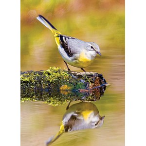 "Grey Wagtail" dobbelt kort