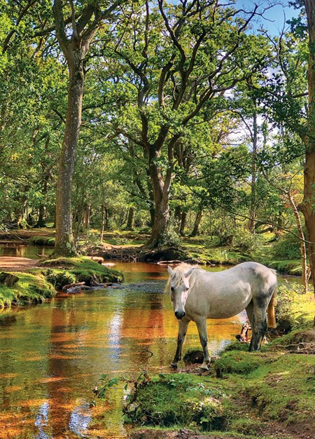 "Pony at Ober Water" dobbelt kort
