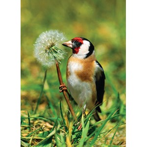 "Goldfinch" dobbelt kort