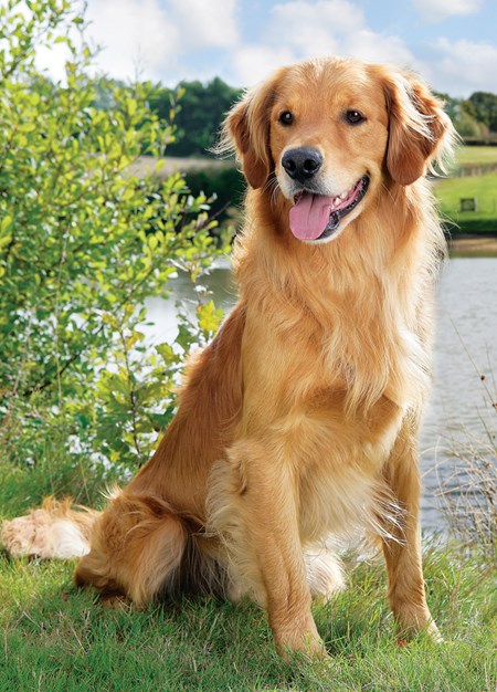 "Retrievers" dobbelt kort