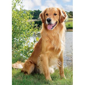 "Retrievers" dobbelt kort