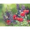 "Flavors of Summer" Assorted Boxed Note Cards 12/12