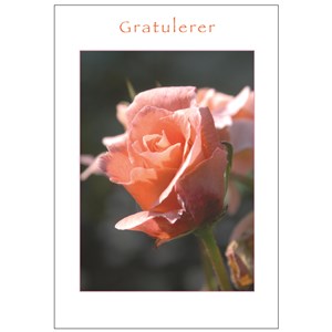 "Gratulerer", Orange rose