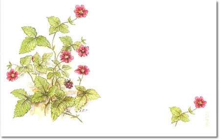 Visittkort, små, Blomster, pk.a 8 stk.