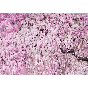 "Cherry Blossoms" Notecards 14/15