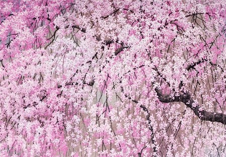 "Cherry Blossoms" Notecards 14/15