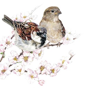 " Sparrow Blossom" Servietter, 33 x 33 cm, 20 stk