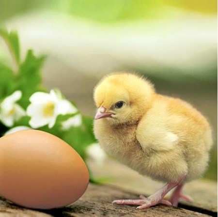 Serviett Kylling m/egg 3L 33x33cm(20)