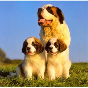 St. Bernard with Puppies