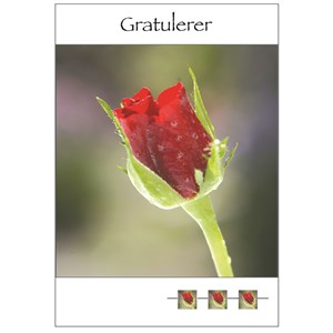Gratulasjon